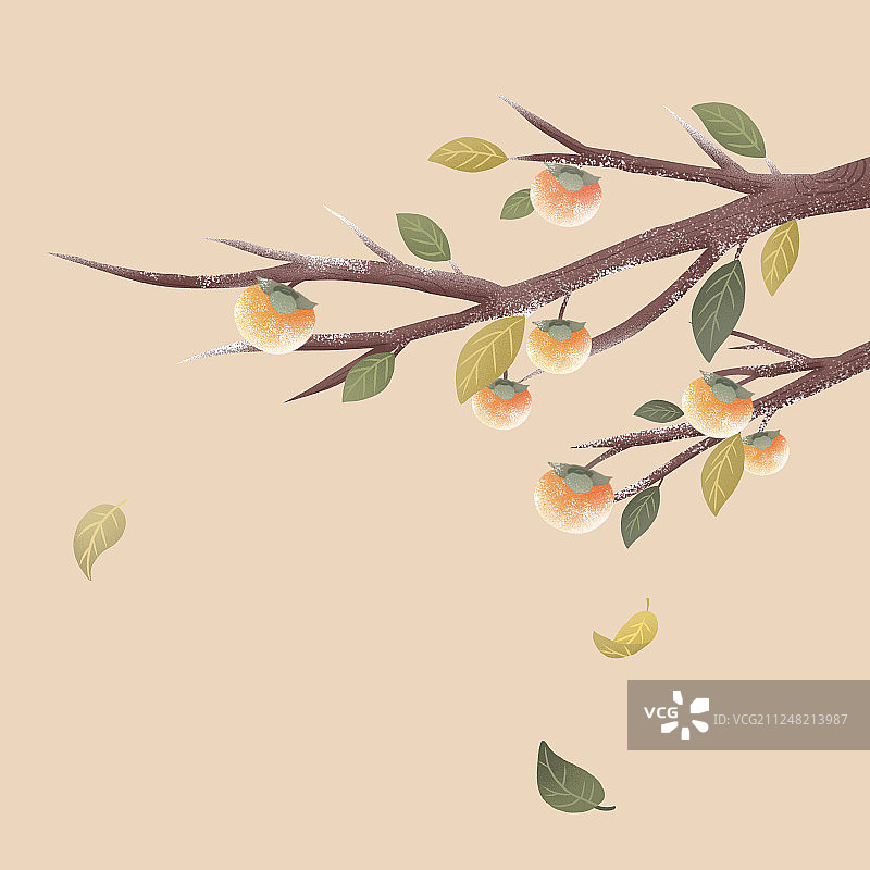 秋冬结霜的柿子树插画元素图片素材