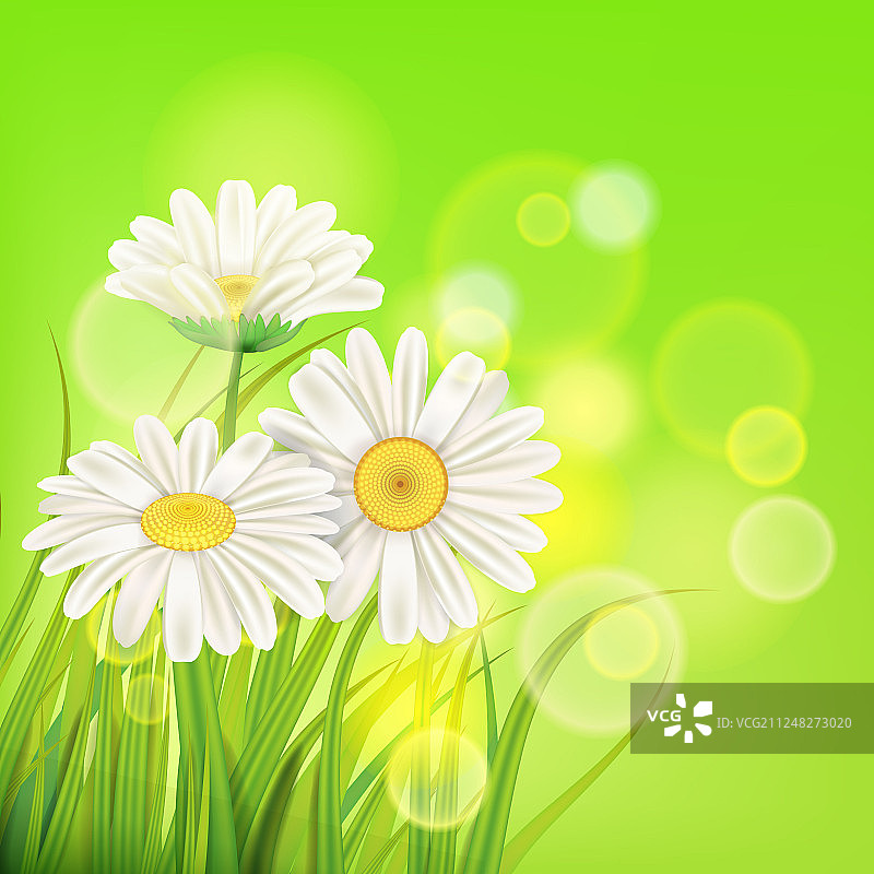 清新的春天多汁的甘菊花和绿色图片素材