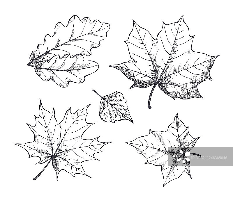 秋天秋叶的素描轮廓图片素材