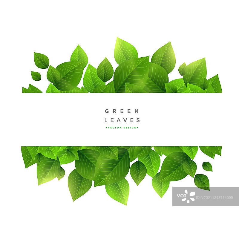 时尚的绿色树叶背景与文本空间图片素材