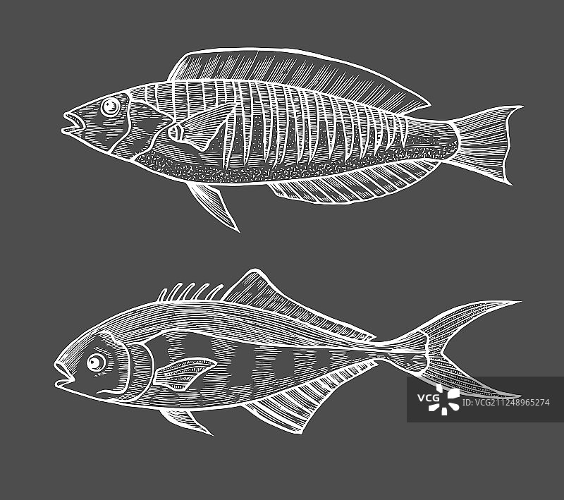 鱼的水墨写生图片素材
