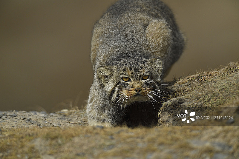 Pallas's cat (Otocolobus manul)，也叫马努，青藏高原5000米asl，中国青海图片素材