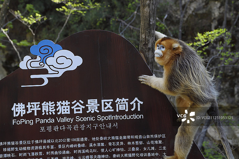 金丝猴，罗氏鼻猿，佛坪自然保护区，陕西，中国图片素材