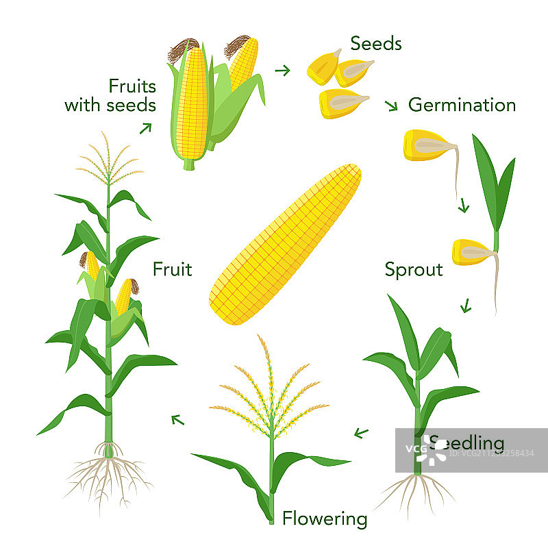 来自种子的玉米植物生长信息图元素图片素材