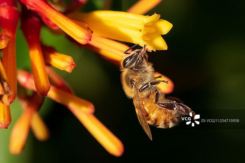 蜜蜂采集花粉图片素材