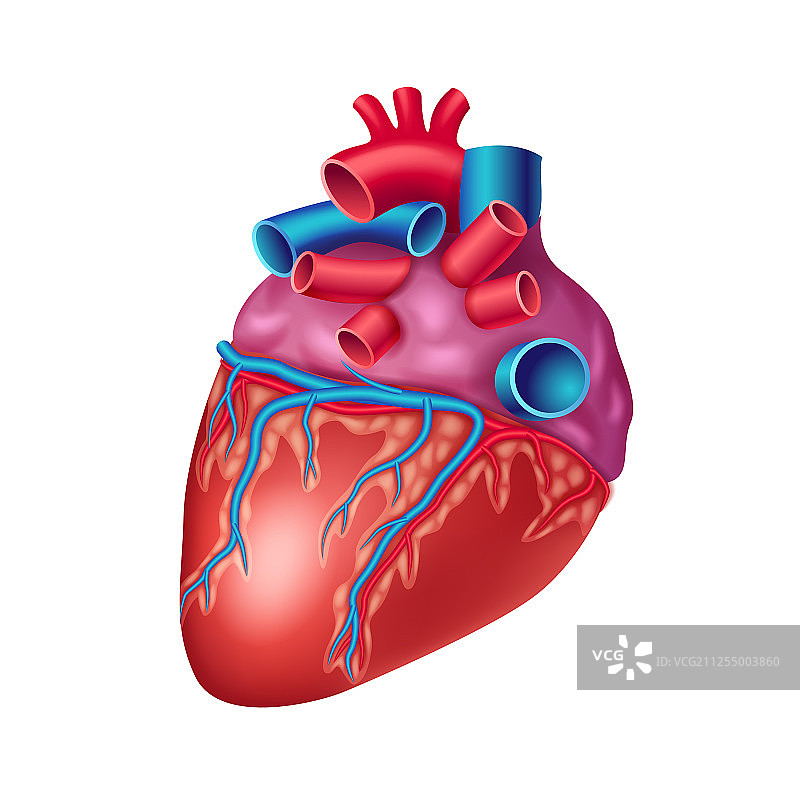 解剖的人类心脏图标与血管和主动脉图片素材