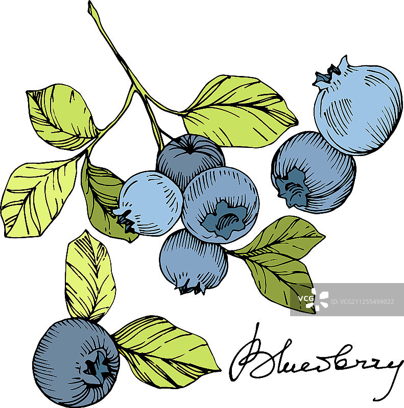 蓝莓绿和蓝刻墨艺术图片素材