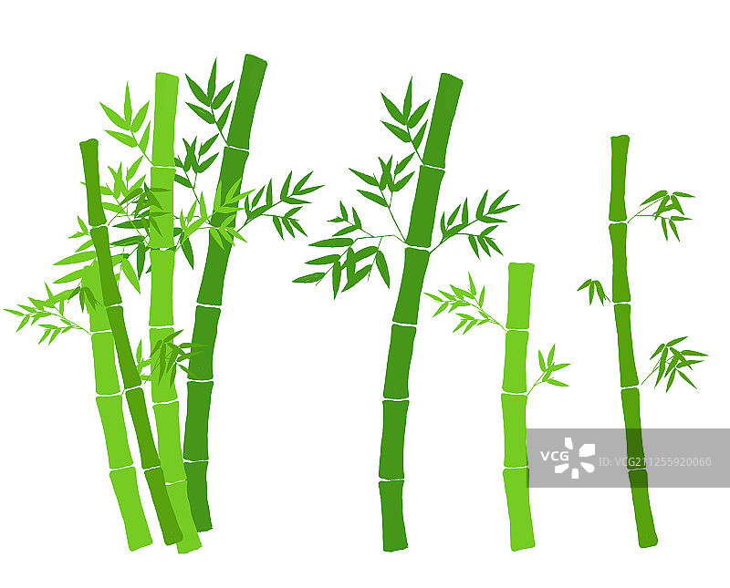 绿色的竹子和竹叶 矢量元素图形插画图片素材