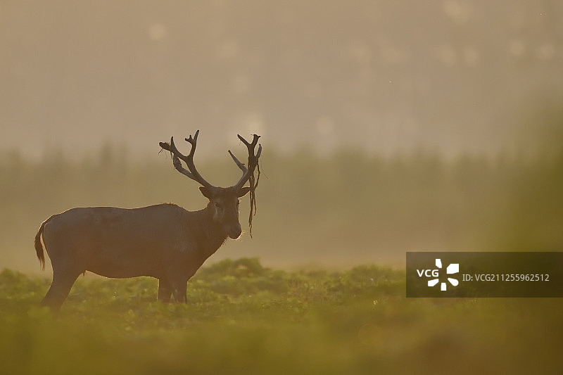 Père麋鹿，湖北天河州麋鹿国家级自然保护区，石首，湖北，中国图片素材
