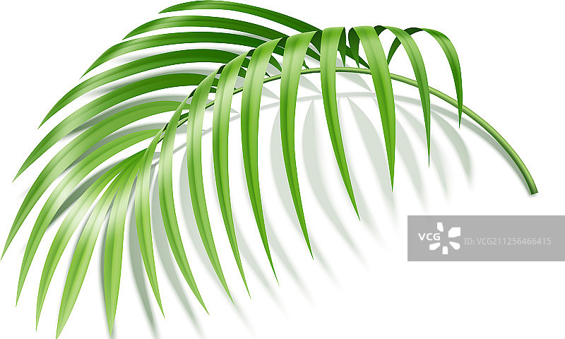 现实的蕨类热带植物绿叶图片素材