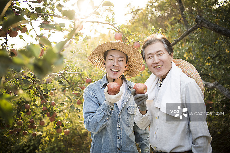 儿子和父亲在果园里拿着苹果的照片图片素材