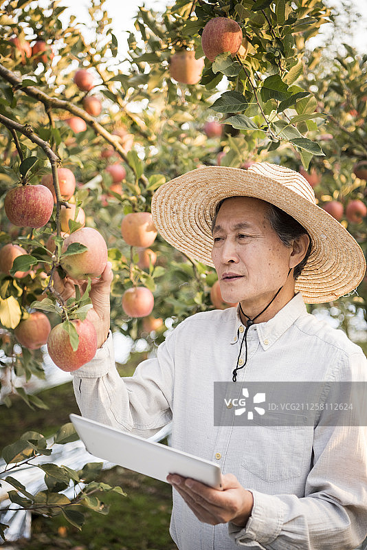 高级男子在果园检查苹果的照片图片素材