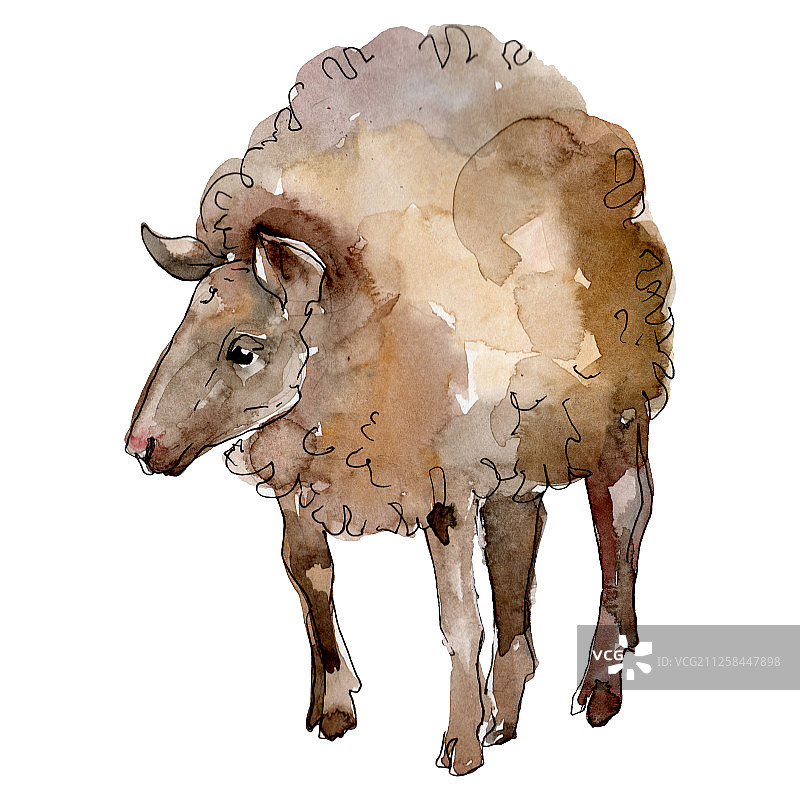 绵羊农场动物隔离。水彩背景插图集。孤立的绵羊插图元素。图片素材