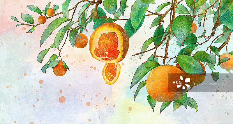 夏季的橙子图片素材