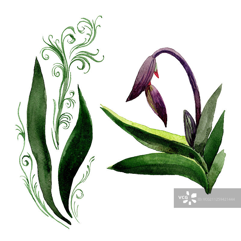 兰花绿叶，花属植物的花。水彩背景设置。孤立的兰花插图元素。图片素材