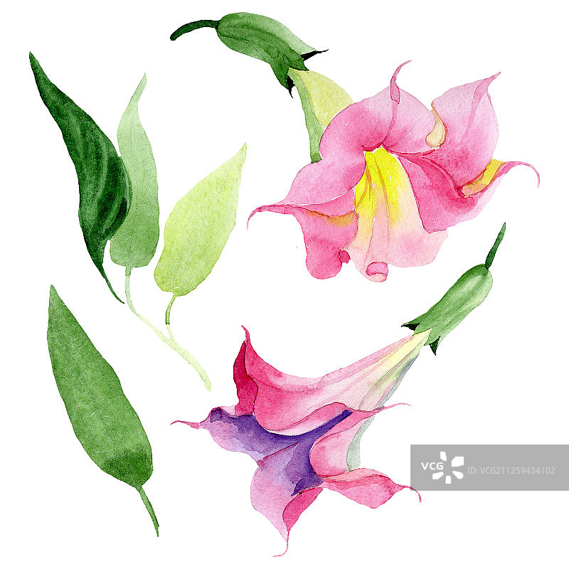 粉红色的蔷薇属植物花。水彩背景设置。孤立的茄子插图元素。图片素材