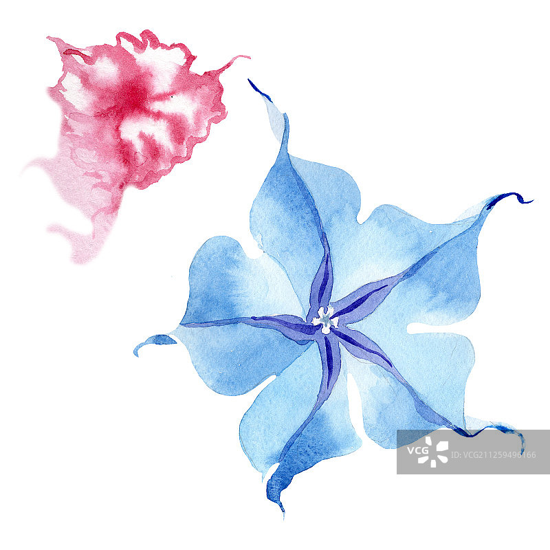 蓝色的蔷薇属植物花。水彩背景设置。孤立的茄子插图元素。图片素材