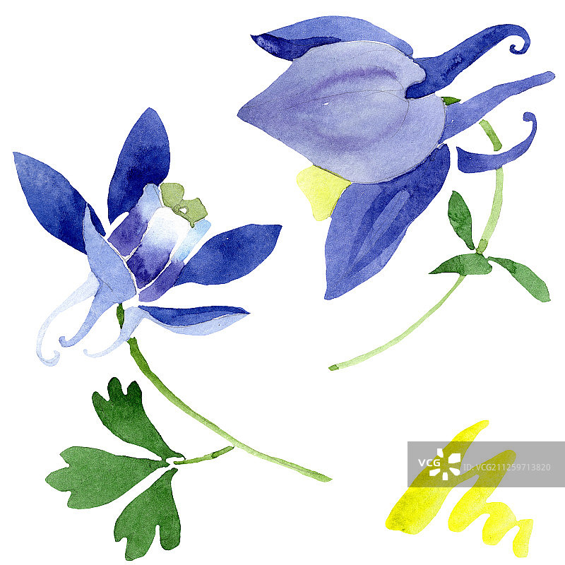 蓝色菊科植物花。水彩背景设置。孤立的aquileqia插图元素。图片素材