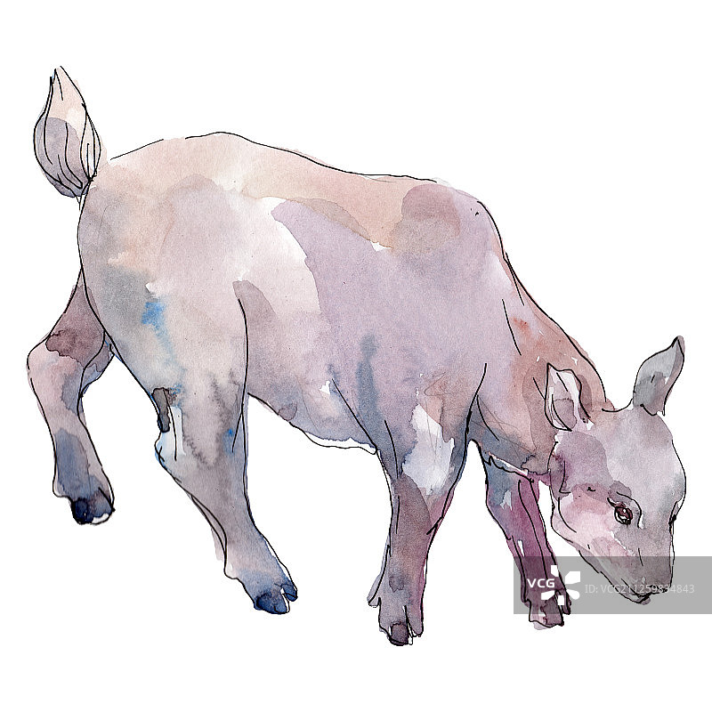 山羊农场动物隔离。水彩背景插图集。孤立的山羊插图元素。图片素材