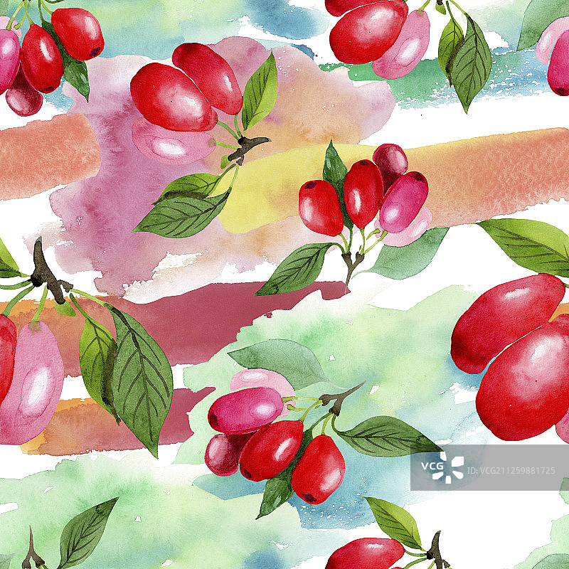 山茱萸红果绿叶。水彩背景插图集。无缝的背景图案。图片素材