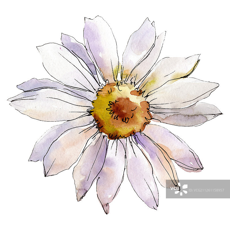雏菊花。孤立的雏菊插图元素。水彩背景插图集。图片素材