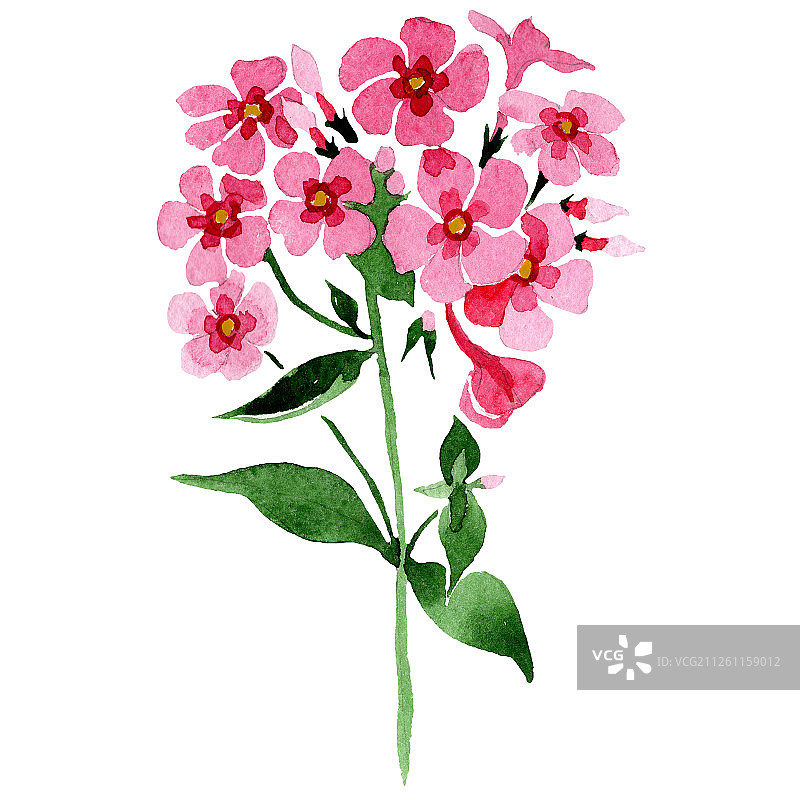 粉红色的夹竹桃花和绿色的叶子。孤立的福禄克斯插图元素。水彩背景插图集。图片素材