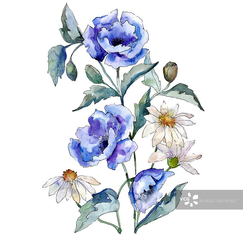白色背景上的蓝色玫瑰和雏菊花束。水彩插图集。孤立的插画元素。图片素材