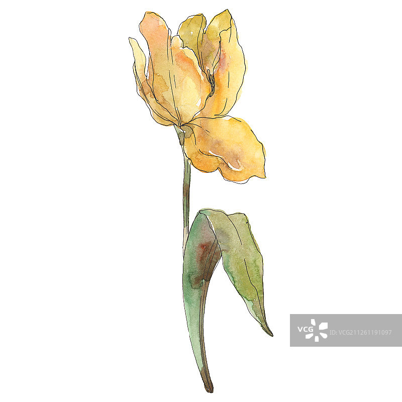 郁金香花，植物花。水彩背景插图集。孤立的郁金香插图元素。图片素材