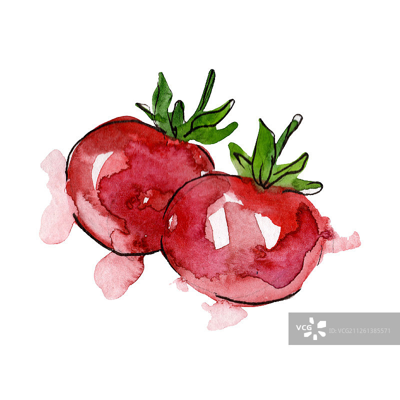 西红柿新鲜蔬菜孤立。水彩背景插图集。孤立番茄插图元素。图片素材