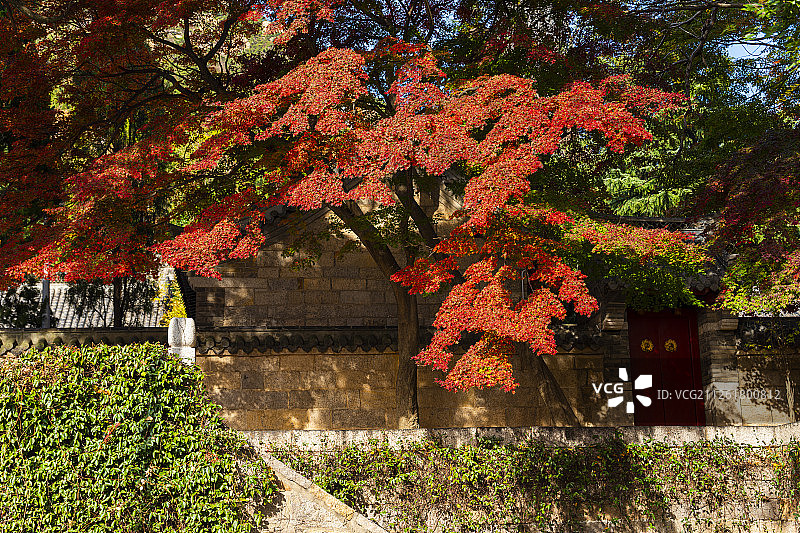 秋季的青岛崂山太清宫景色图片素材