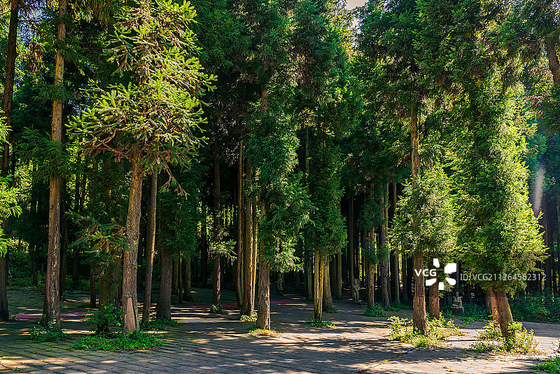阳光穿过重庆涪陵武陵山国家森林公园的松树林图片素材