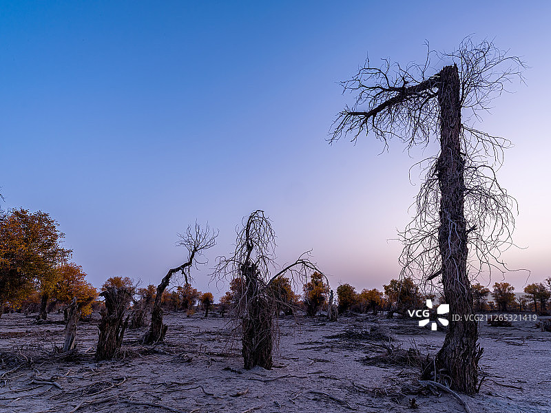 塔克拉玛干沙漠的胡杨树图片素材
