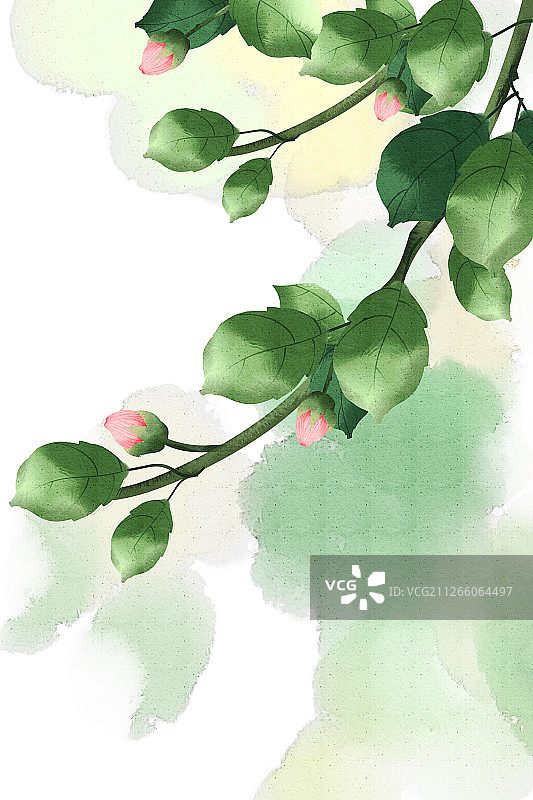 水彩风格扶桑花植物插画背景图片素材