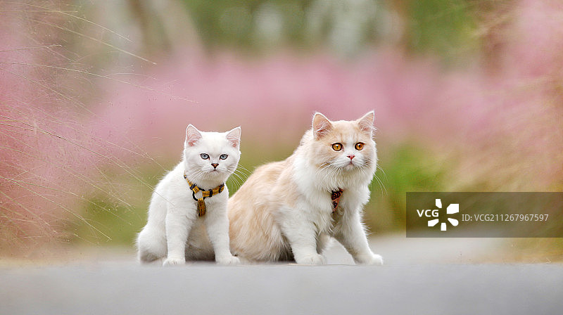 两只可爱的猫图片素材