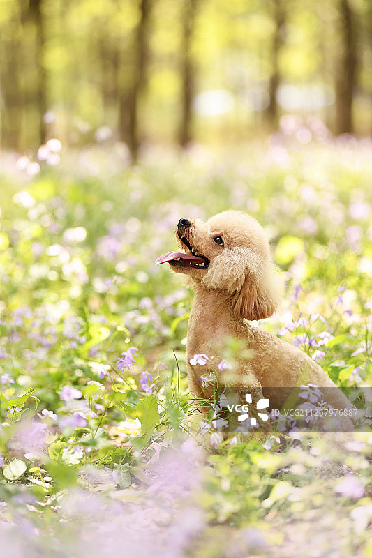 花丛中的黄色贵宾犬图片素材