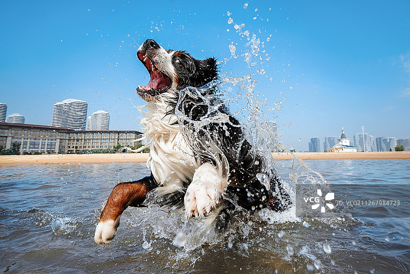 在海中玩水的伯恩山犬图片素材