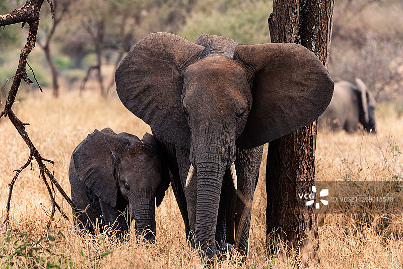 非洲大草原坦桑尼亚大象母子图片素材