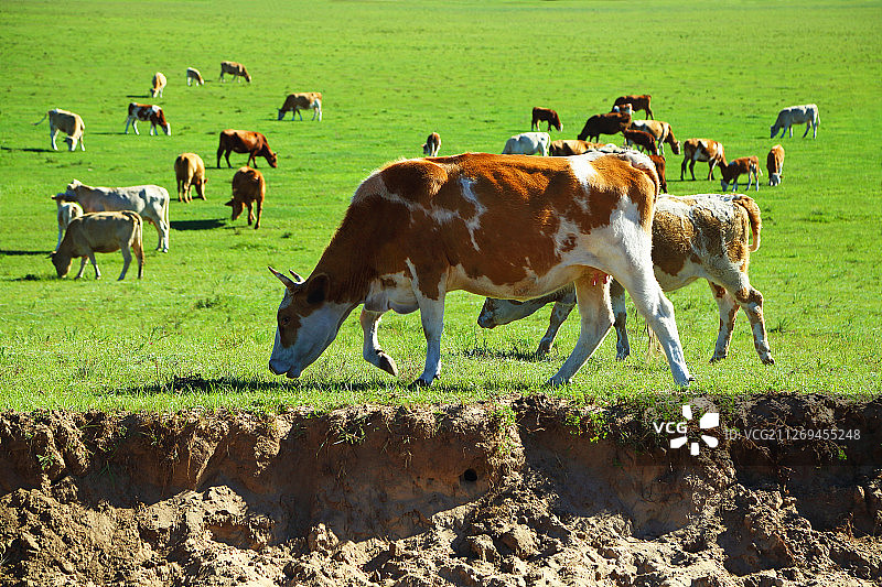 乌兰布统上散养的牛群图片素材