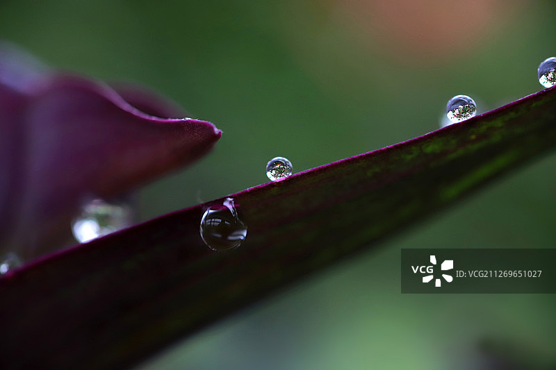 雨滴落在花叶上图片素材