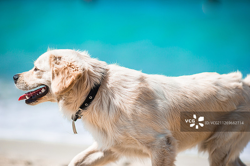 在海滩上奔跑的金毛猎犬图片素材