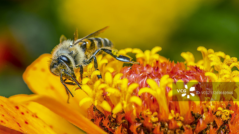 蜜蜂在花上的特写图片素材