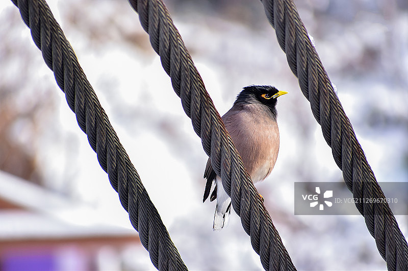 单只鸣禽栖息在电线上的自然照片图片素材