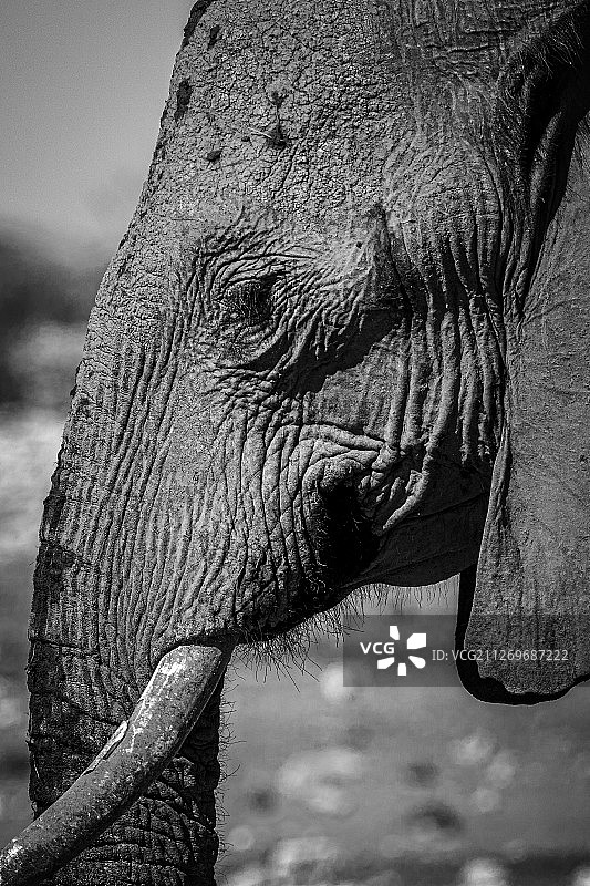 非洲象的肖像，埃托沙国家公园，纳米比亚图片素材