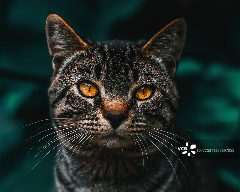 肖像棕色的猫在深绿色的背景图片素材