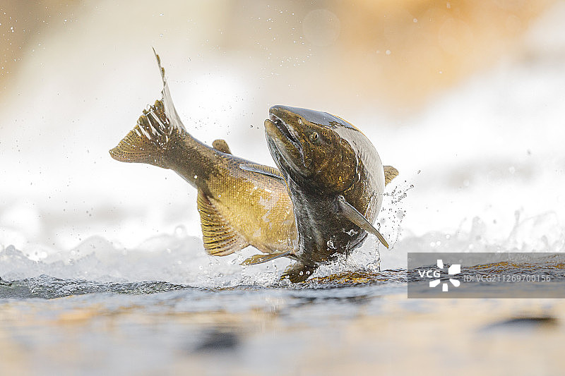 特写三文鱼在水中，科布，加拿大图片素材