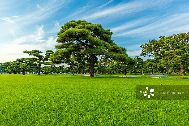 东京皇居绿草坪图片素材