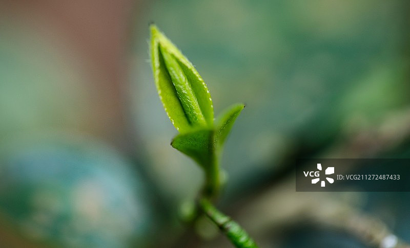 春天里正生长的茶叶叶芽图片素材