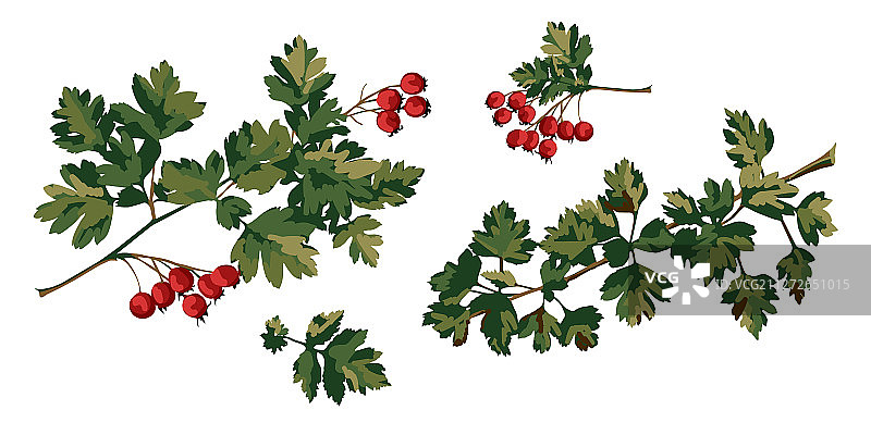 山楂枝和红浆果图片素材