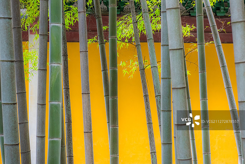 中国竹林风光图片素材