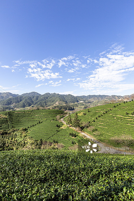蓝天白云下的茶树种植园图片素材